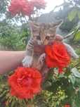 Котенята, 2 кішки, білий котик