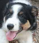 Border Collie (Clássico tricolor)