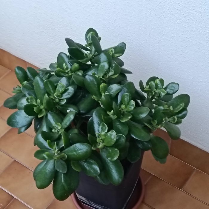 Campo Grande - Telheiras - Vendo Plantas Lindas