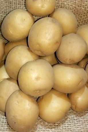 Продам насіневу картоплю Рівєра