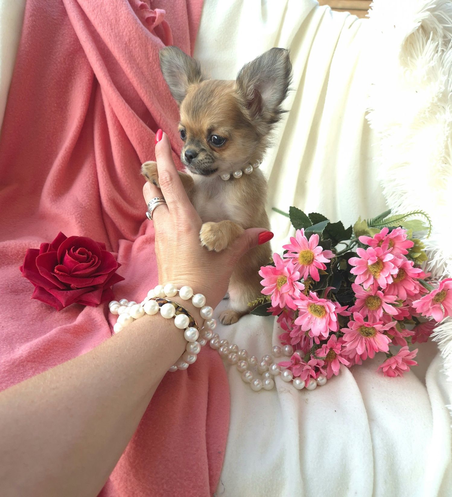 Śliczna Długowłosa Sunia Chihuahua! XS