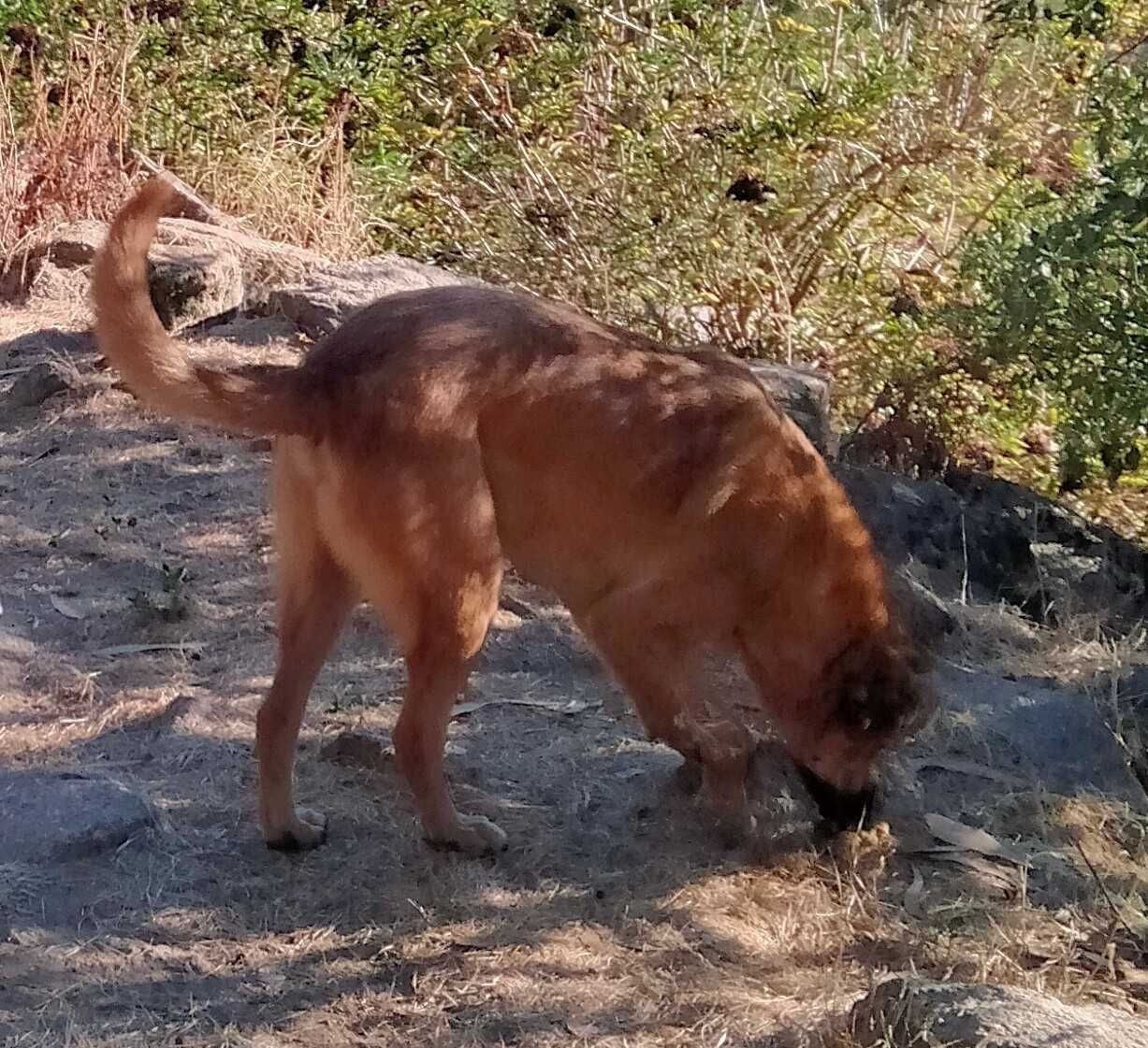 O grande MAX está para adoção!