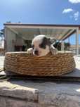 Chihuahua Excelente Linhagem