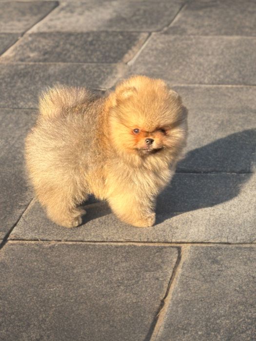 Pomeranian/szpic miniaturowy