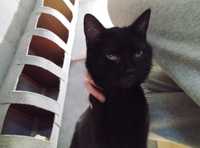 Drobniutka kochana czarna koteczka czeka na dom