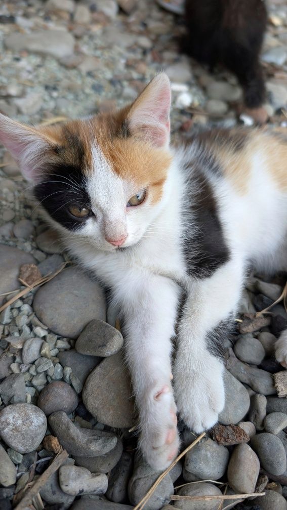 Котята ,кіт , котик