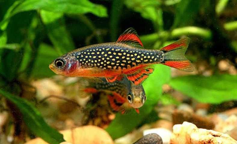 Danio perłowy - Danio margaritatus - Microrasbora galaxy - Razbora