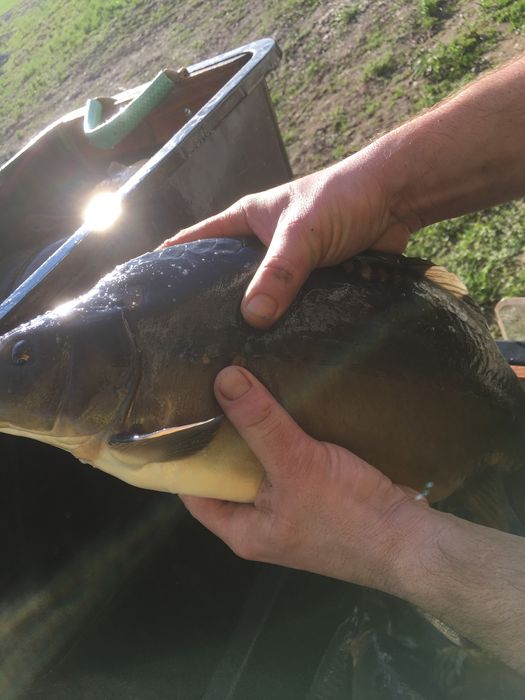 Sprzedaż ryb karp towarowy, karp kroczek ,amur,tolpyga,lin