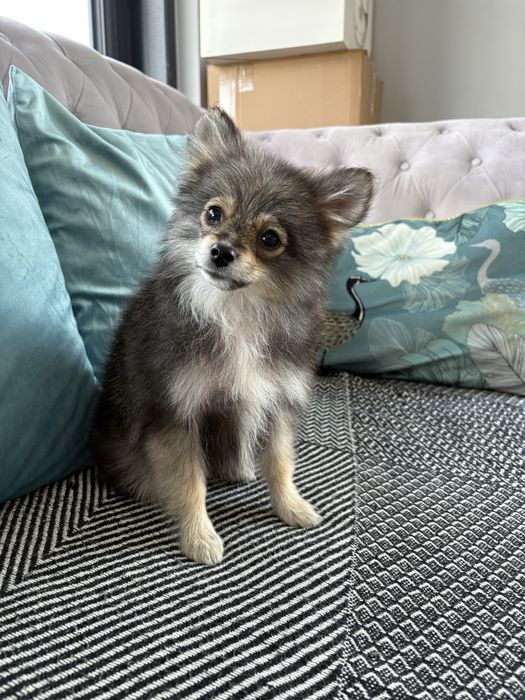 Pomeranian suczka paszport