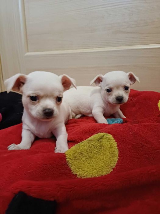 Дуже класні цуценятка чіхуахуа. Доставка