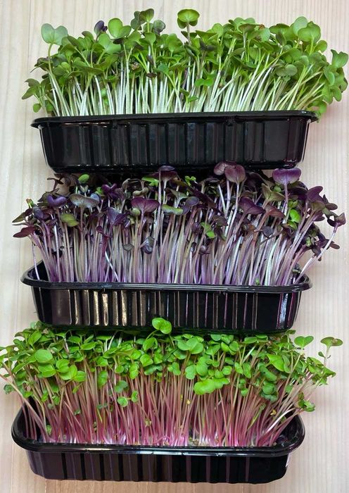 Мікрозелень в наявності! (більше 20 культур)