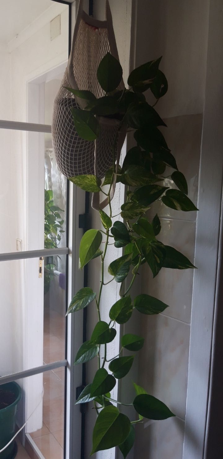 Planta jiboia em vaso pendurada