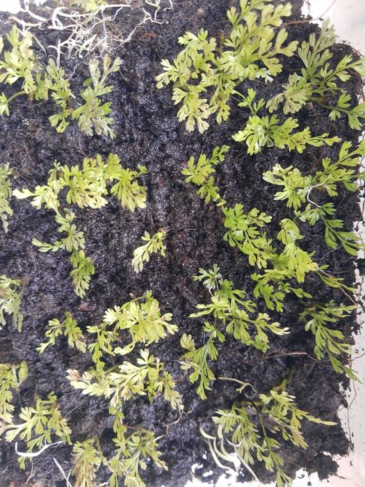 Bolbitis, paproć do akwarium lub paludarium