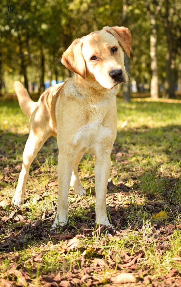 Młody psiak w typie labradora czeka ja cierpliwy dom - adoptuj