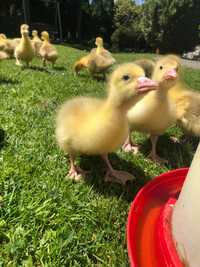 Gęś gęsi ,Landes  , Kaczogęsi , kaczka staropolska , pekin