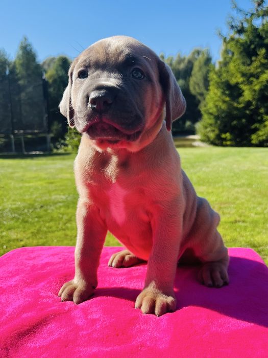 Mocna płowa sunia FCI  Cane Corso  po GRAND CHAMPIONIE