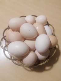 Яйца домашние Осокорки