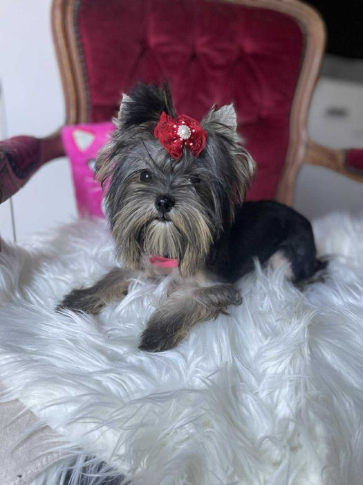 Yorkshire terrier miniaturka suczka Misia paszport