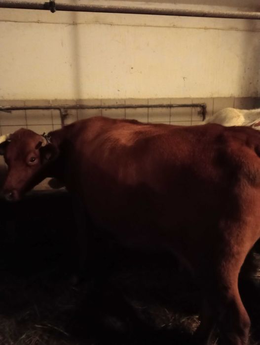 Sprzedam krowę mleczną