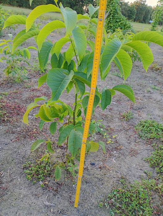 Sadzonki orzecha włoskiego