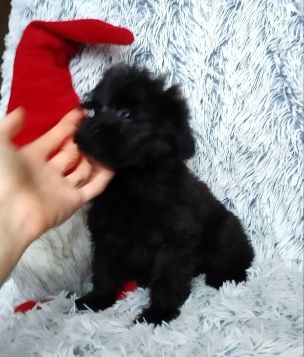 Чорная мальтипушная девочка с самыми доброжелательным характером. Киев