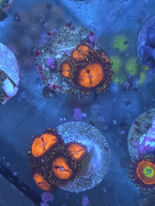 Zoas, corais de água salgada