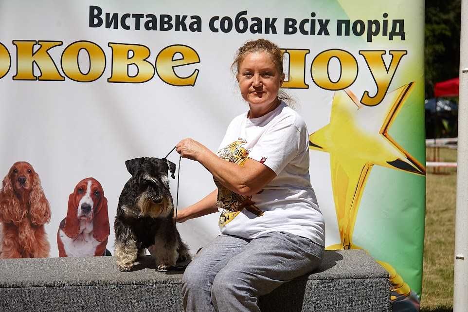 вязка кобель цвергшнауцер