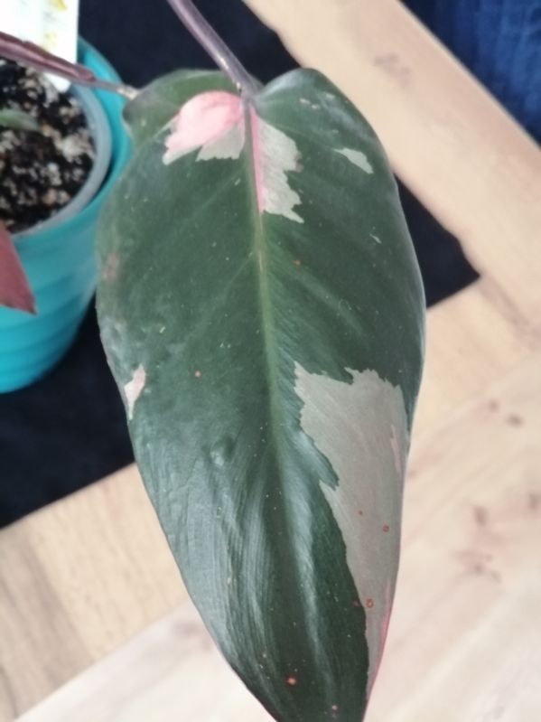 Philodendron Pink Prince