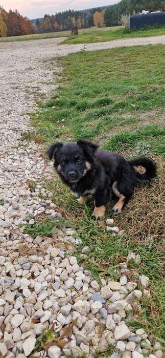 Oddam pieska za darmo