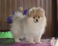 Pomeranian female FCI/КСУ Померанський шпіц Дівчинка з документами!