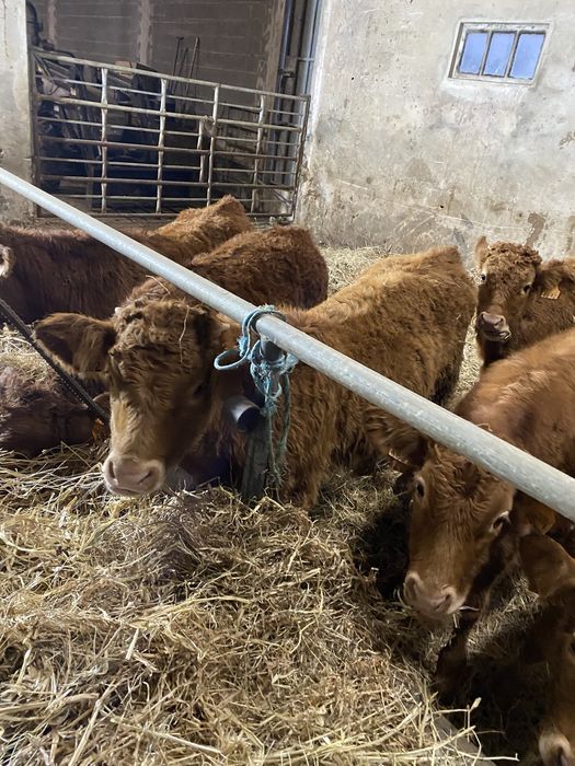 Vitelos cx de Limousines