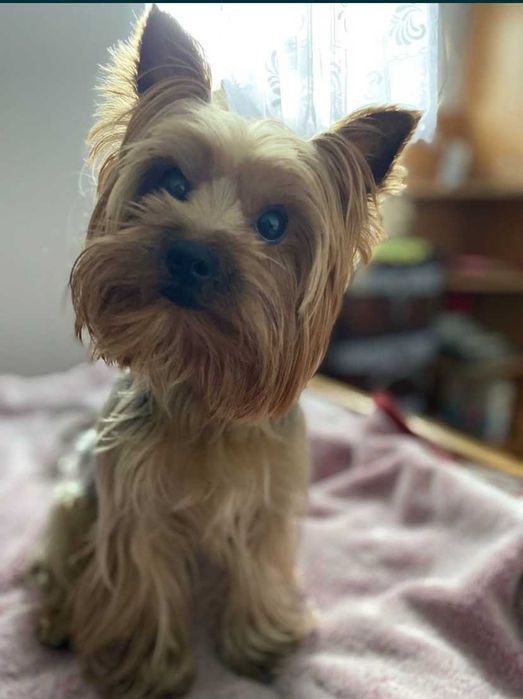 Йоркширський тер'єр