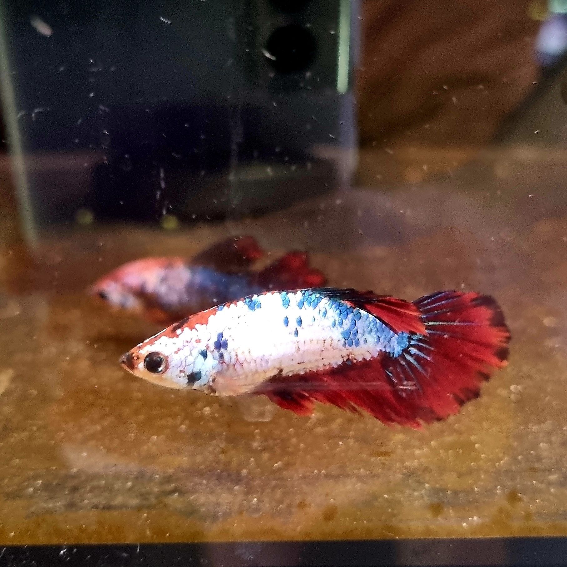 Bojowniki samice hm nemo