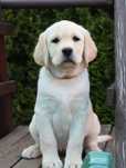 Suczka Labrador Retriever ZKwP - FCI  - JUŻ DO ODBIORU !
