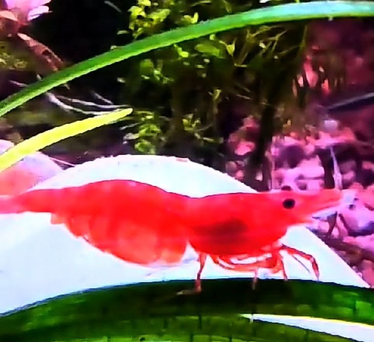 Креветки акваріумні власного розведення