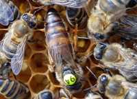 Карника Краутер. (Jan Krauter)Пчеломатки. Селекційні бджоломатки.матка