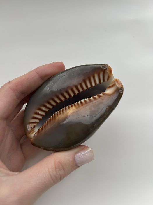 Мушля ципрея терзитес