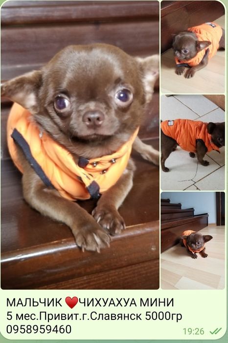 Мальчик чихуахуа