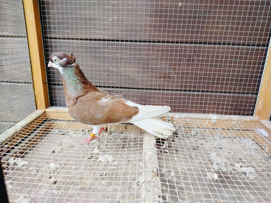 Samiczka gołębie zamojskie