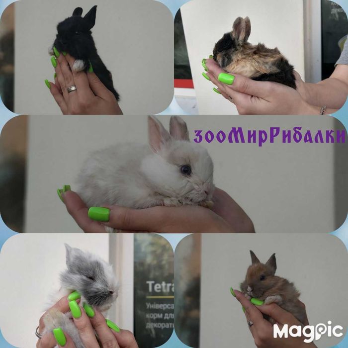 Міні, Малеча Кролик Чорний,малеча,кролчення