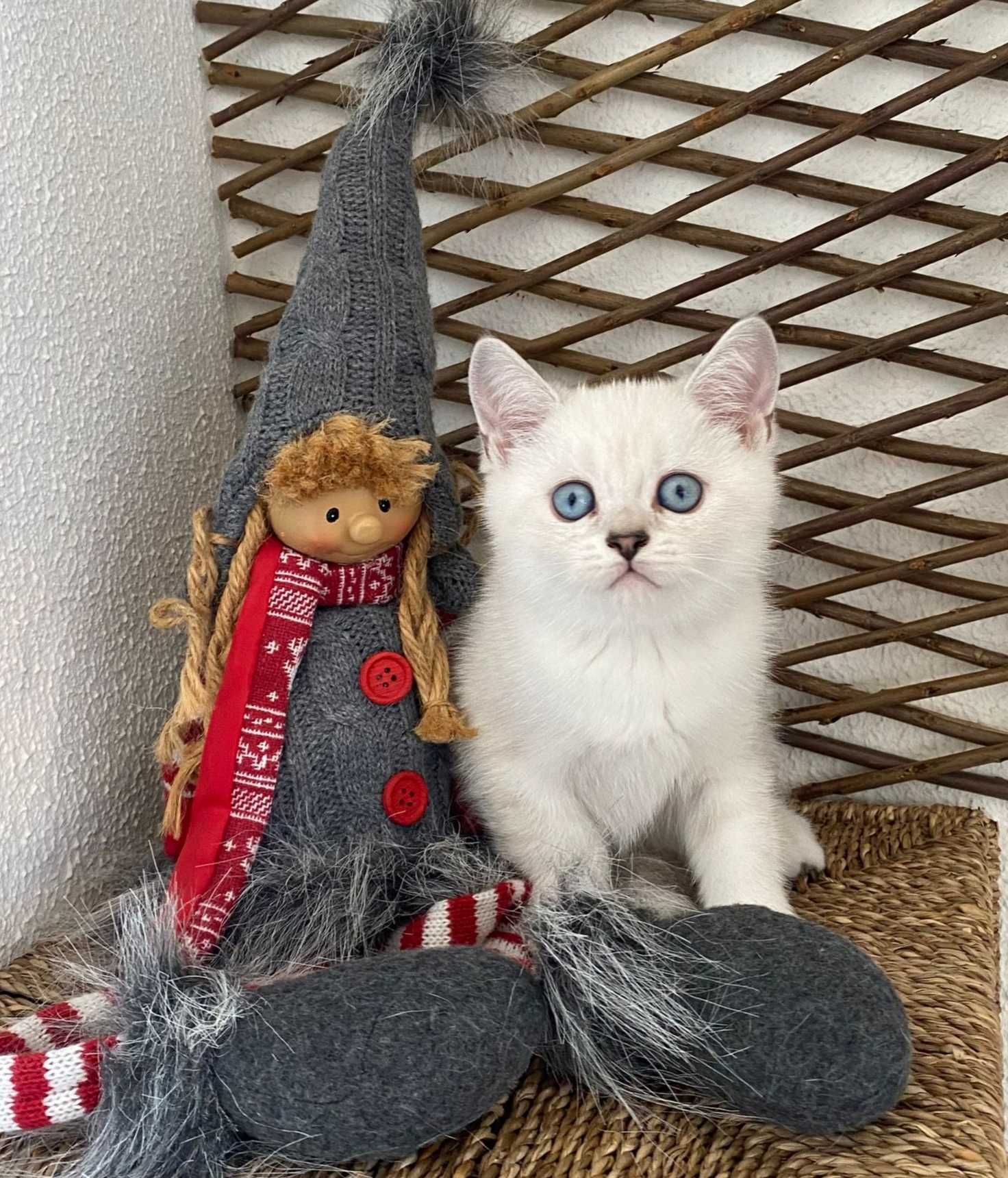 Gatinho Scottish Straight