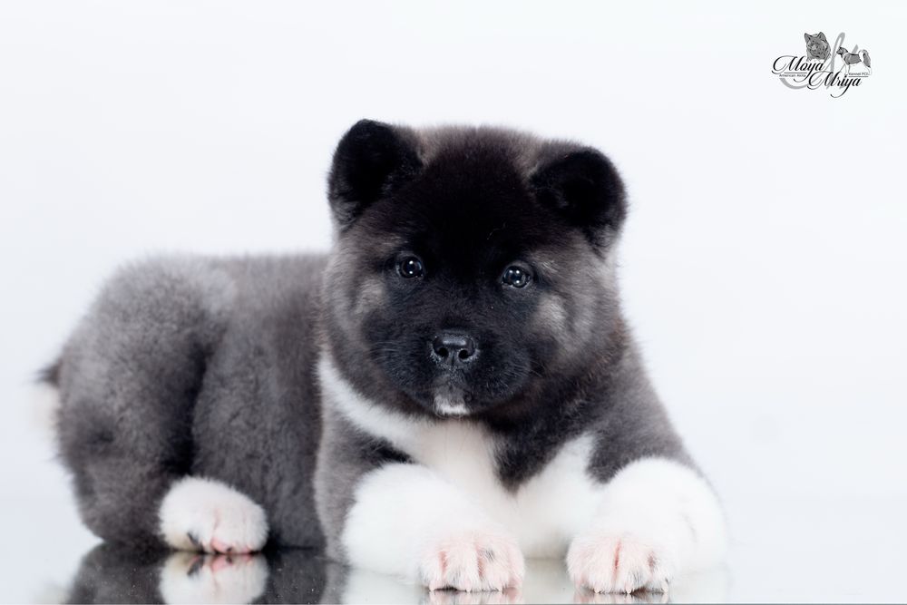 Американська акіта/ американская акита / american akita
