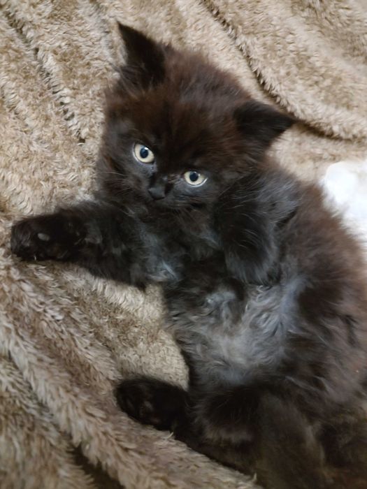 Плюшевые котята шотландцы, необыкновенные котики ждут любящую семью