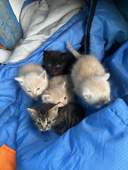 Віддам в добрі руки кошенят. Три хлопчика та дві дівчинки