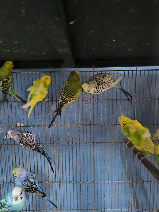 Periquitos Hagoromos, asa negras etc.