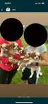 Cavalier King charles spaniel