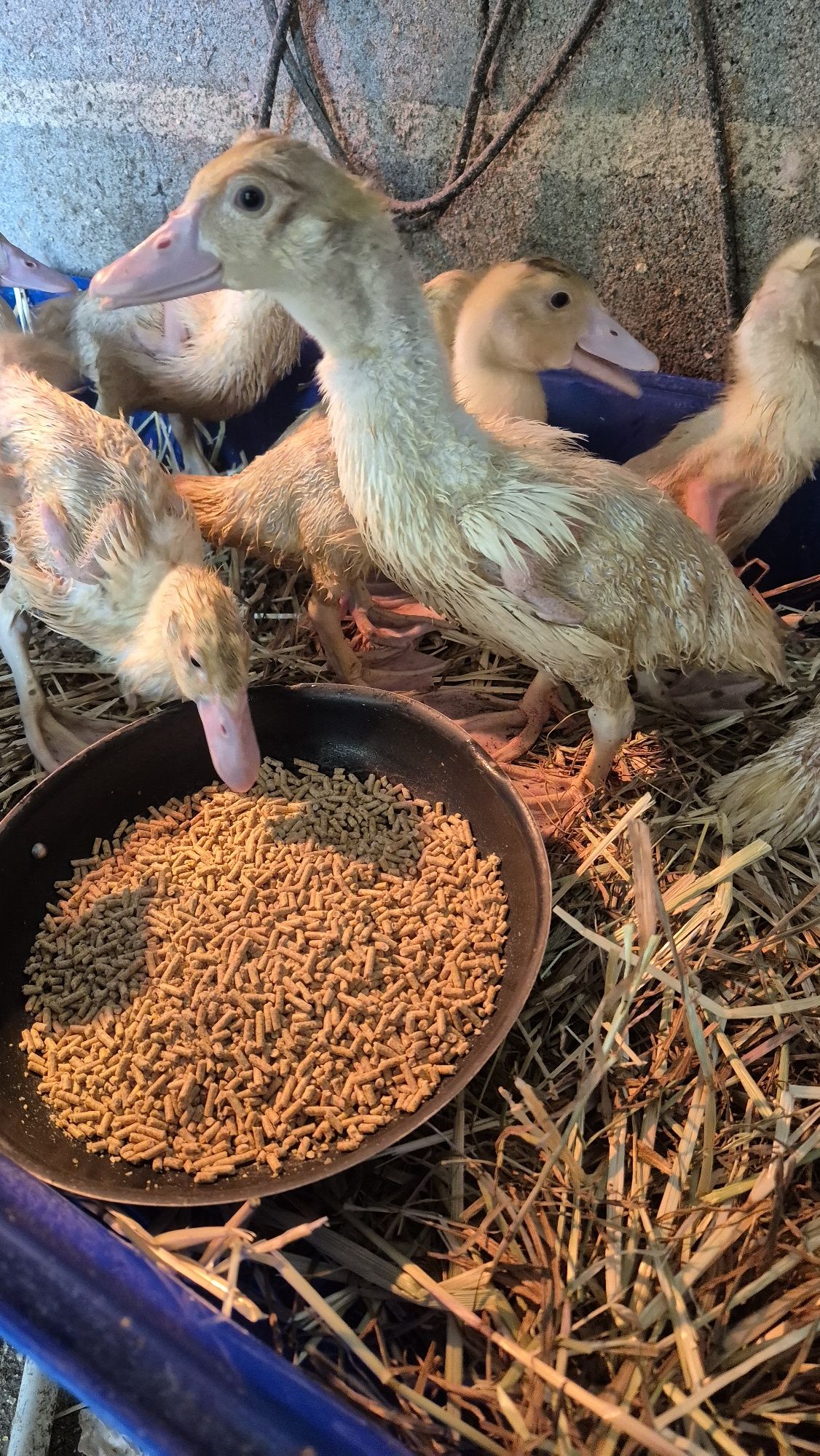 [VENDO] Patos mudos