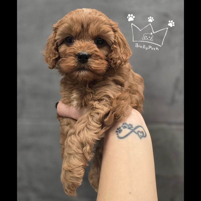 OSTATNIA suczka cavapoo cavadoodle red toy badania paszport wypra