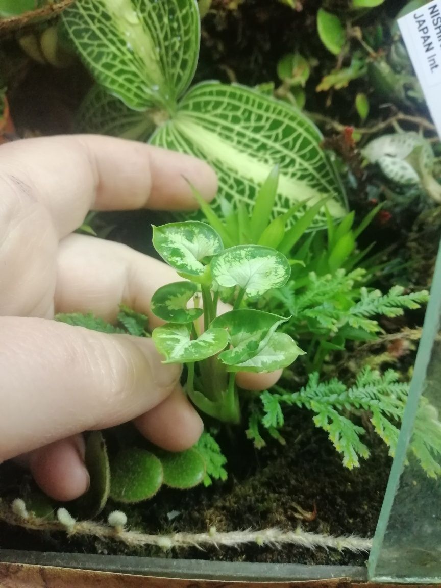 Сінгоніум Syngonium pixie dwarf form