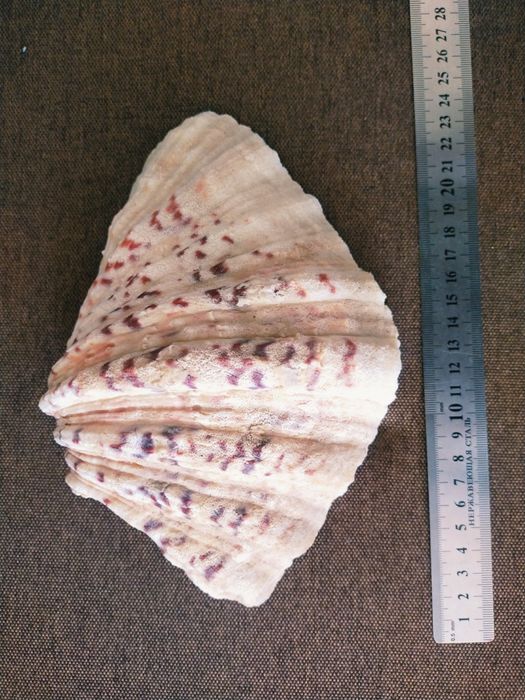 Ракушки ,раковины , морські мушлі